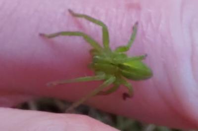 <i>Micrommata ligurina</i>
