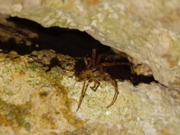<i>Metellina merianae</i>