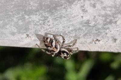 <i>Salticus scenicus</i>