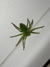 <i>Micrommata ligurina</i>