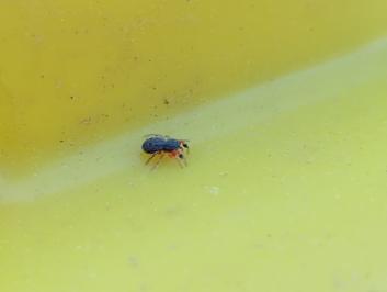 <i>Ballus rufipes</i>