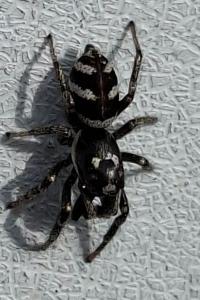 <i>Salticus scenicus</i>