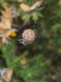<i>Agalenatea redii</i>