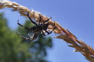 <i>Araneus angulatus</i>