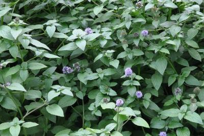 Mentha aquatica