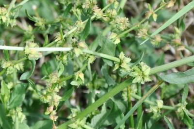 Rumex pulcher
