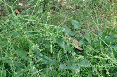 Rumex pulcher