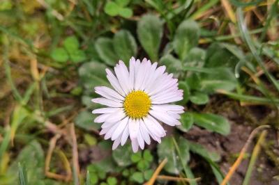 Bellis perennis