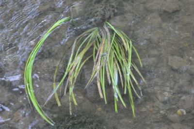 Glyceria fluitans