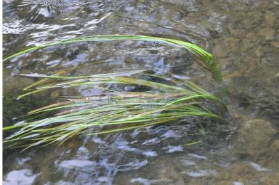 Glyceria fluitans