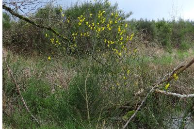 Cytisus scoparius