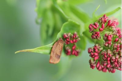Centranthus ruber