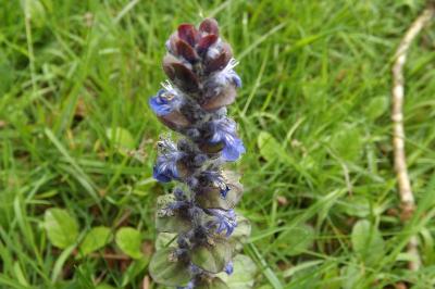 Ajuga reptans