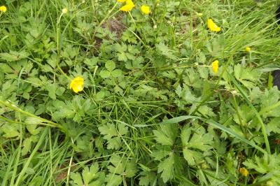 Ranunculus repens