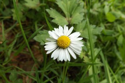 Bellis perennis