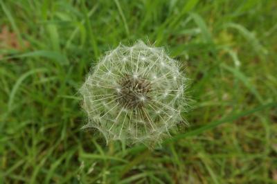 Taraxacum officinale
