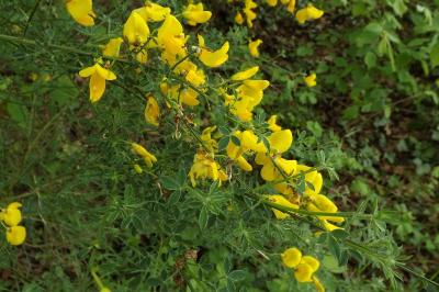 Cytisus scoparius