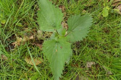 Urtica dioica