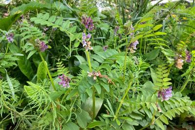 Vicia sepium