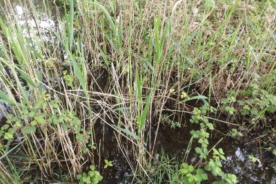 Phragmites australis