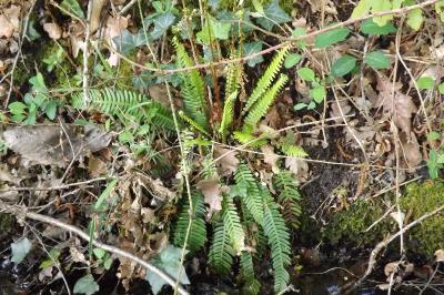 Struthiopteris spicant