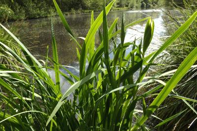 Iris pseudacorus