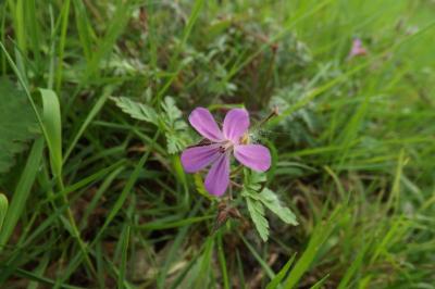 Geranium robertianum