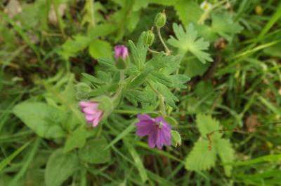 Geranium molle