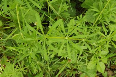 Galium aparine