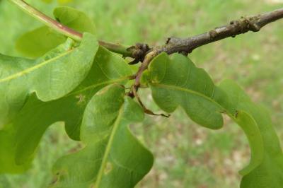 Quercus robur