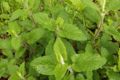 Teucrium scorodonia