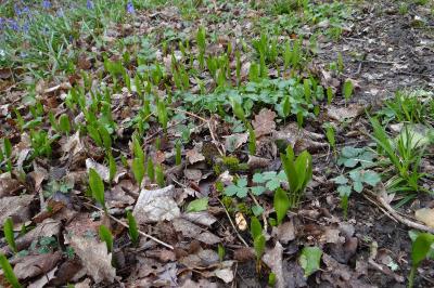 Ophioglossum vulgatum