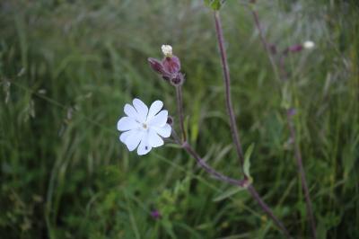 Silene latifolia