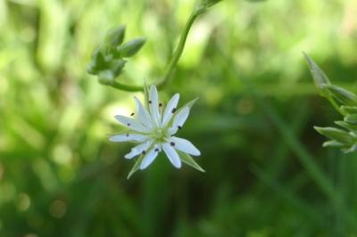 Stellaria graminea