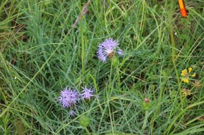 Carthamus mitissimus