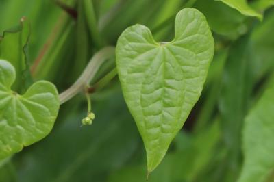 Dioscorea communis