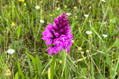 Anacamptis pyramidalis