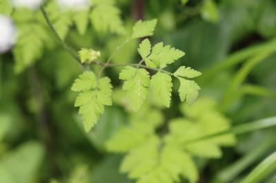 Chaerophyllum temulum