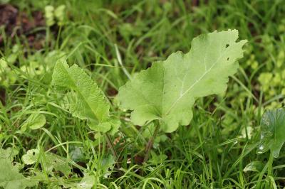 Arctium lappa