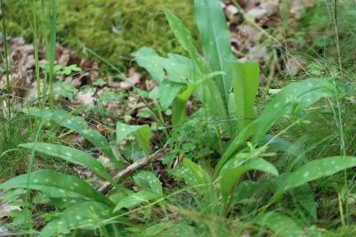 Pulmonaria officinalis