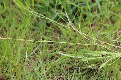 Rumex acetosella
