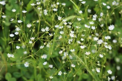 Stellaria graminea