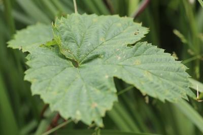 Humulus lupulus