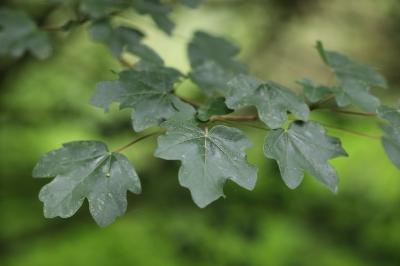 Acer campestre