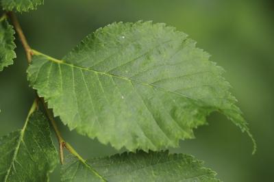 Ulmus minor