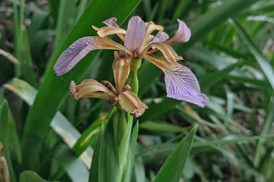 Iris foetidissima