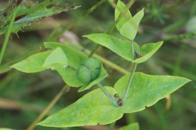 Euphorbia lathyris