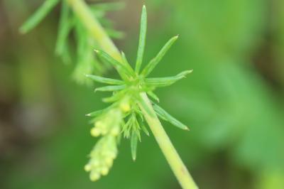 Galium verum