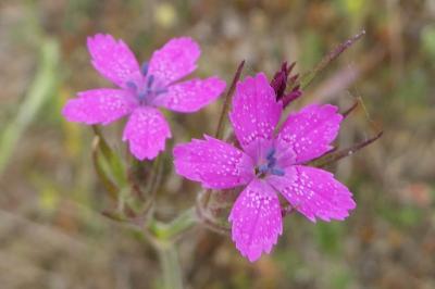 Dianthus armeria