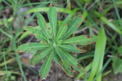 Daphne laureola